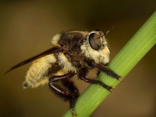 Африканизированная пчела — гибрид африканской пчелы с европейскими видами пчёл. (Roy Niswanger)