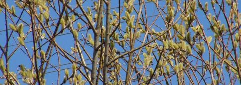 Ива козья – Salix caprea L.