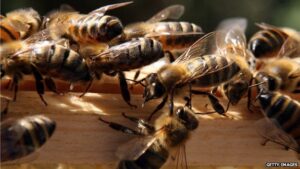 О чем говорят пчелы