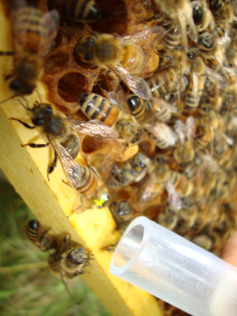 Здоровье пчелиной семьи зависит от трутней