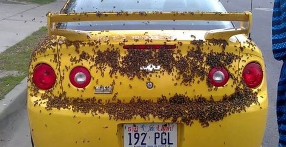 Пчелы напали на автомобиль (фото)