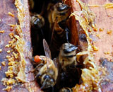 Пчелы убивают грибок прополисом