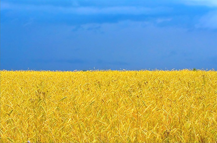 Украина на мировом рынке меда