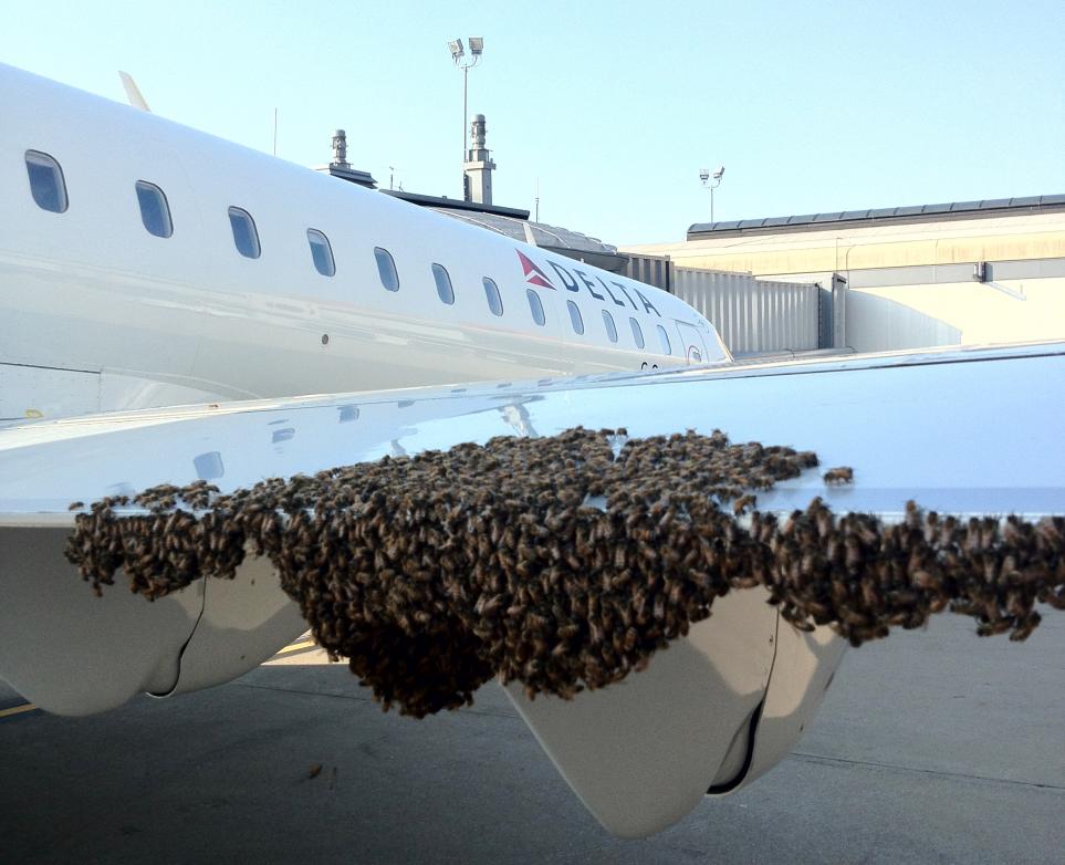 Растение в самолет можно. Пчелиный Рой облепил самолет. Аппараты рассеивающие насекомых с самолетов. Пчелы атаковали самолет. Самолет облеплен людьми.