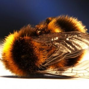 Австралия изучает влияние неоникотиноидов на пчел