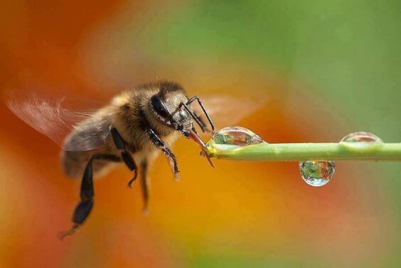 Пчела и капля воды