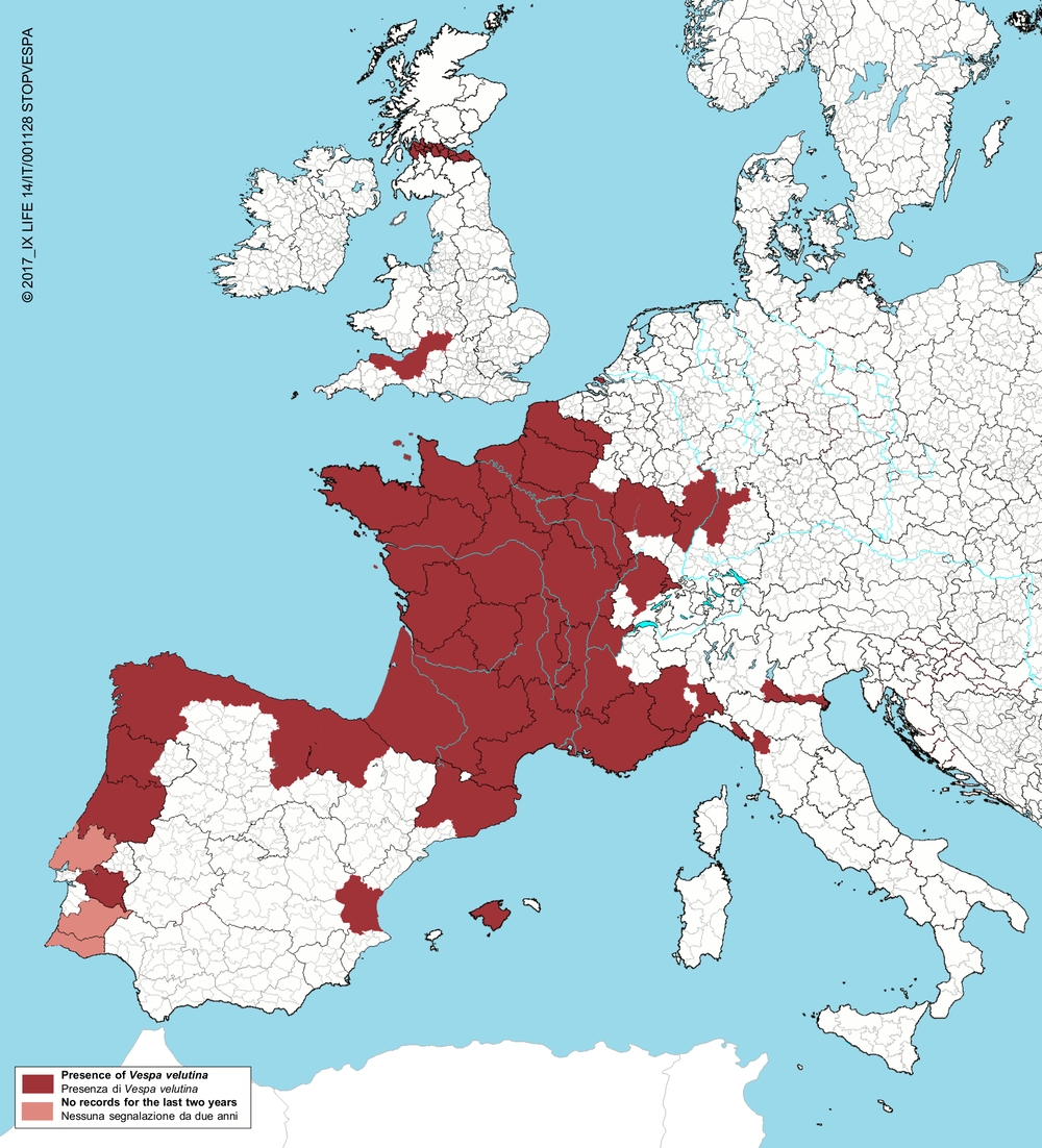 Ареал обитания азиатского Шершня в Западной Европе, 2017 год