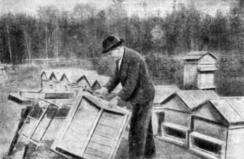 Столяр, он же помощник пчеловода, за поделкой ульев новой конструкции. На заднем плане виден праулей «Сибиряк».
