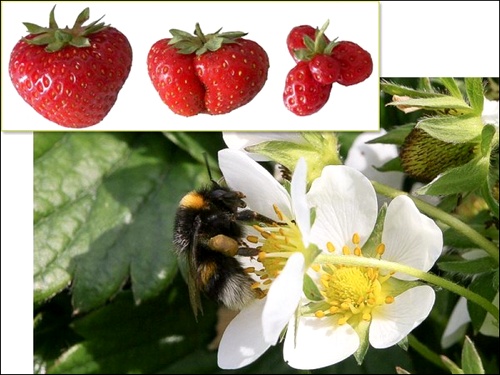 Пчела на цветке клубники и плоды как результат разных типов опыления (фото авторов работы).