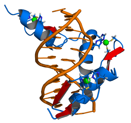 Egr1— белок, фактор транскрипции. Локализуется в клеточном ядре и относится к семейству факторов транскрипции EGR.