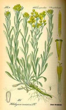 Ботаническая иллюстрация из книги О. В. Томе «Flora von Deutschland, Österreich und der Schweiz», 1885