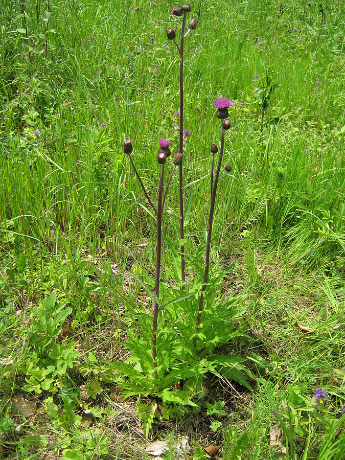 Осот лесной - Cirsium heterophyllum (L) All.