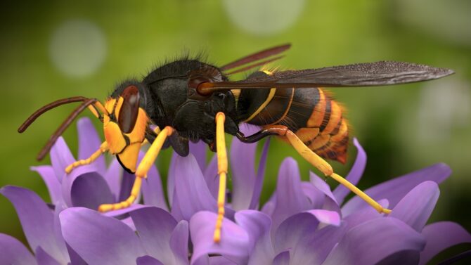 Азиатский шершень-убийца пчел наступает на Великобританию