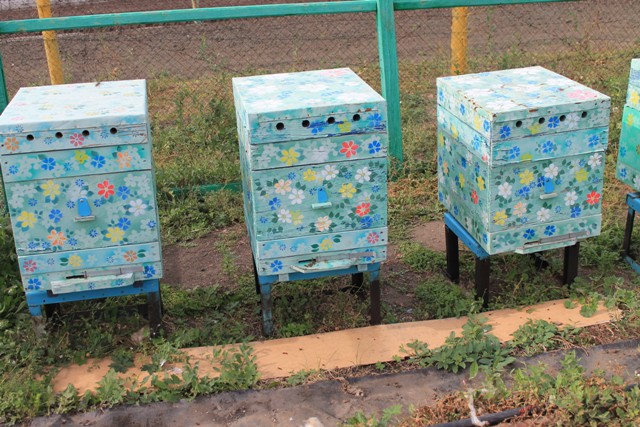 Заключенные в Омской области будут разводить пчёл