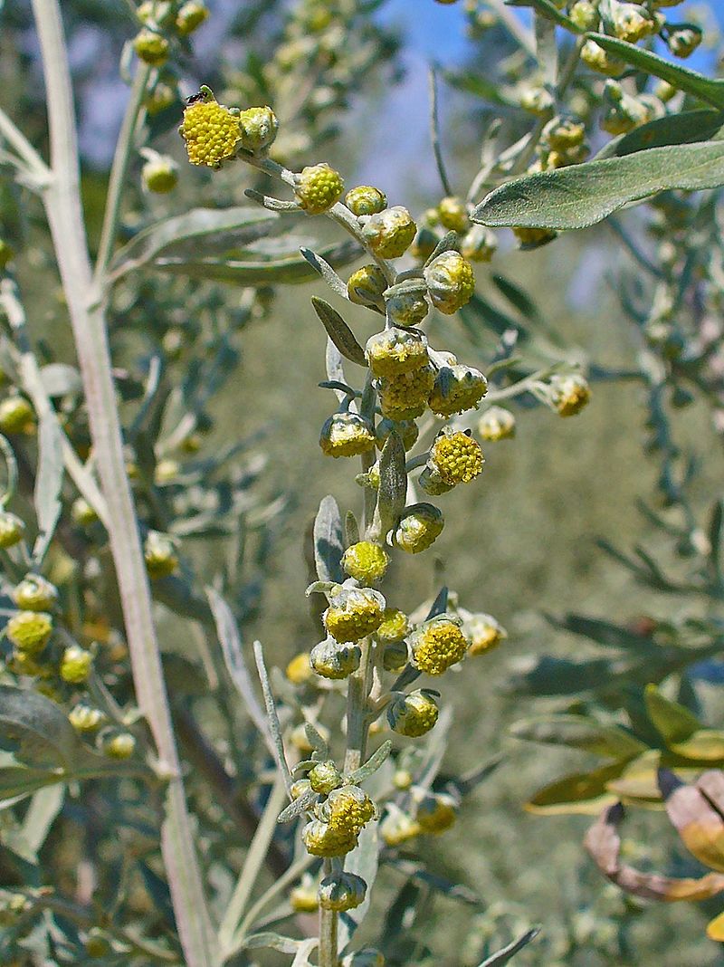 Полынь горькая -Artemisia absinthium