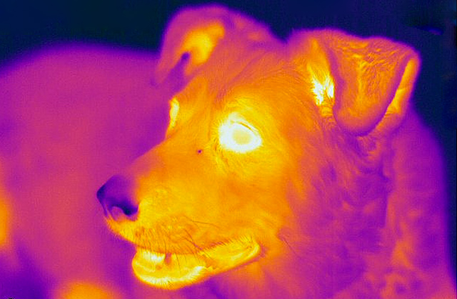 Собака в тепловом диапазоне.