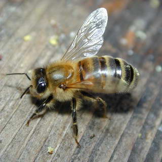Пчелиный Яд