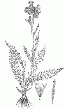 Бодяк болотный - Cirsium palustre (L.) Scop.