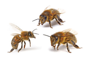 Пчёлы способны строить мысленные карты