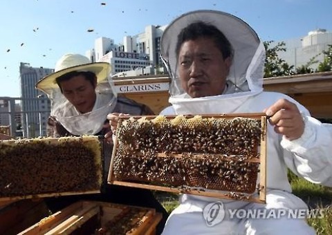 Генеральный секретарь Национальной комиссии Корея по делам ЮНЕСКО и Парк Джин, глава программы городского пчеловодства в Сеуле, во время церемонии сбора урожая меда на крыше здания в центре Сеула. 15 сентября 2015 года (Yonhap)
