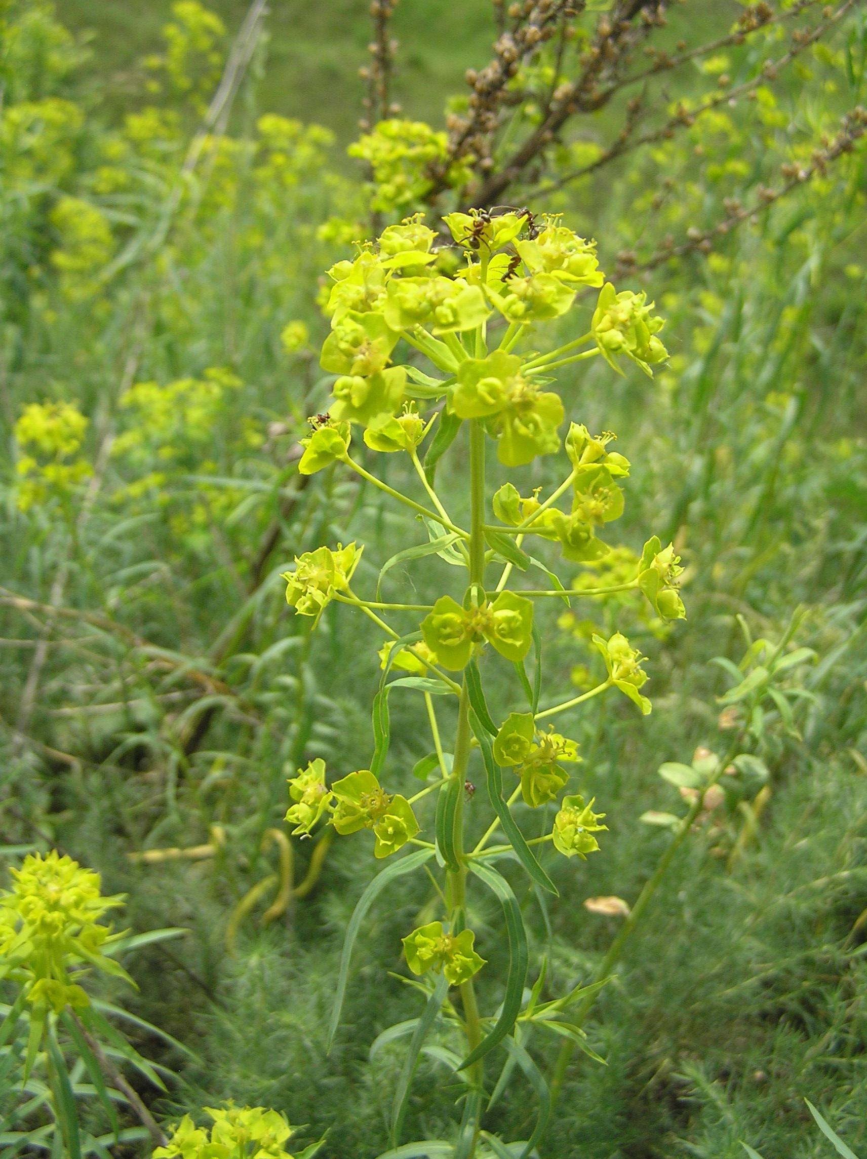 Молочай лозный (Euphorbia virgata WK