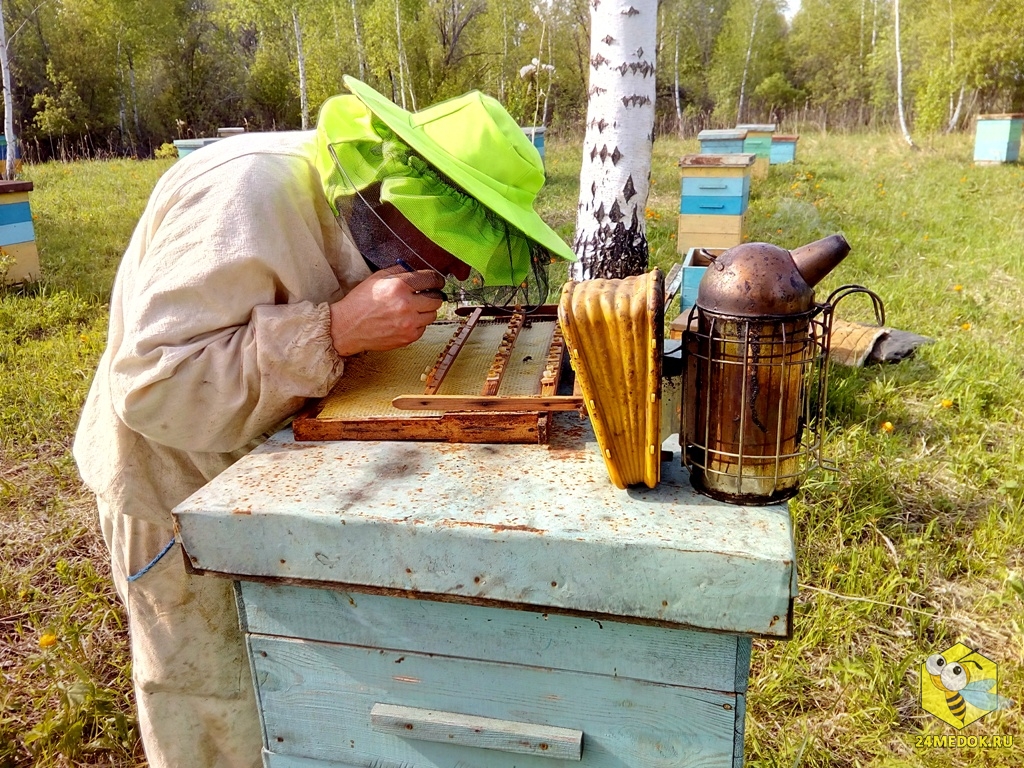 Пасечник на пасеке фото