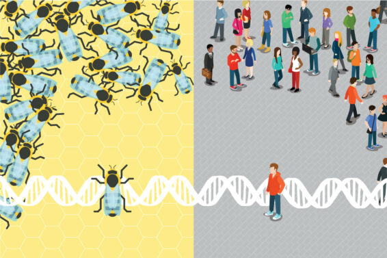 У пчёл и людей обнаружилось неожиданное сходство в глубоких механизмах формирования отсутствия реакции на социальные сигналы.