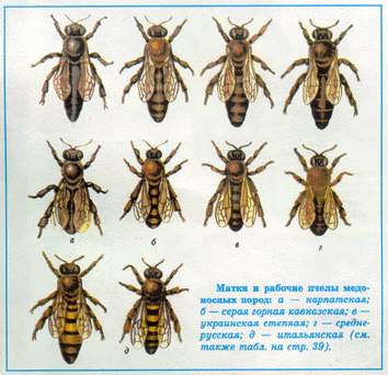 Матки различных пород пчел