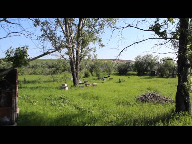 Кочевая пасека на Улово, 2013 год (видео)