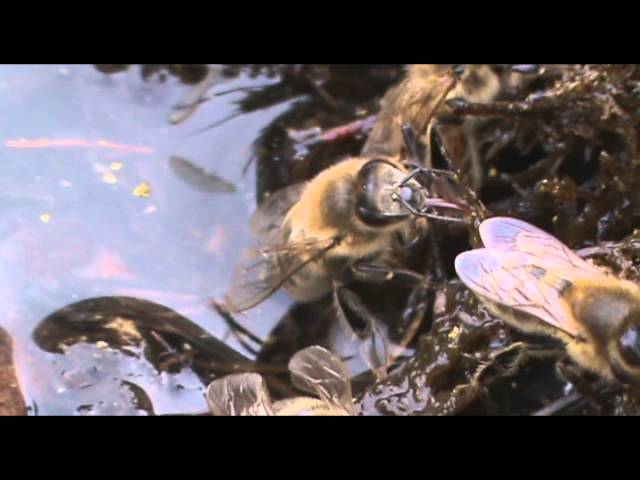 Пчелы пьют соленую воду